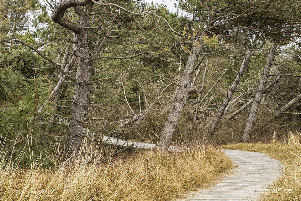 Impressionen von der Nordseeinsel Amrum und der beeindruckenden Dünenlandschaft // Foto: MeerART