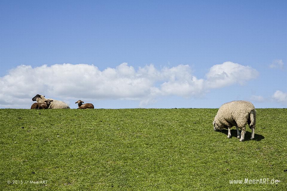 Impressionen von der eingedeichten Halbinsel Nordstrand in Nordfriesland // Foto: MeerART