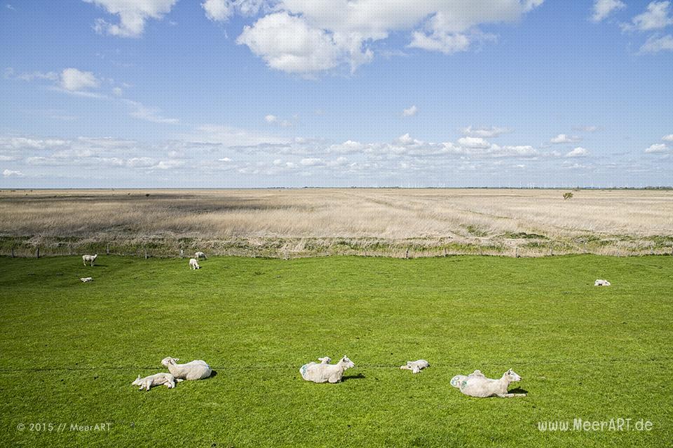 Impressionen von der eingedeichten Halbinsel Nordstrand in Nordfriesland // Foto: MeerART