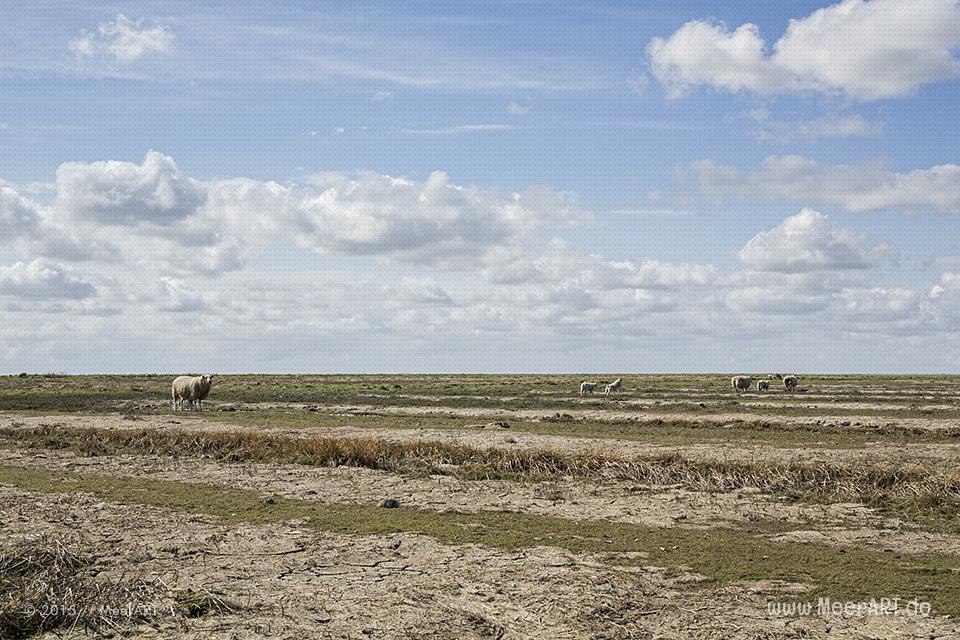 Impressionen von der Hamburger Hallig in Nordfriesland // Foto: MeerART