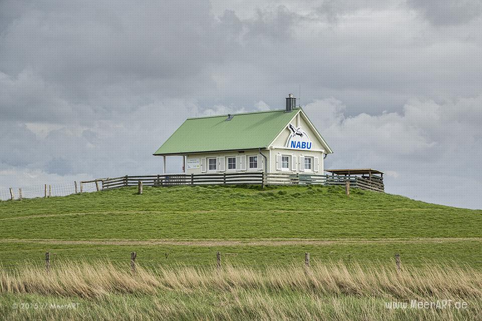 Impressionen von der Hamburger Hallig in Nordfriesland // Foto: MeerART
