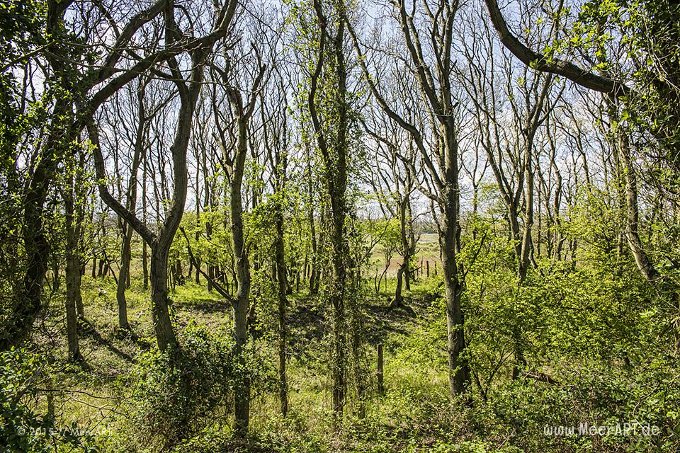 Impressionen aus dem Naturschutzgebiet "Geltinger Birk" // Foto: MeerART