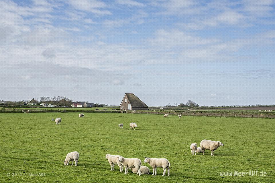 Impressionen von der sehenswerten und wunderschönen westfriesischen Insel Texel in Holland // Foto: MeerART