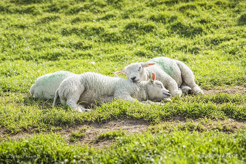 Impressionen von der sehenswerten und wunderschönen westfriesischen Insel Texel in Holland // Foto: MeerART