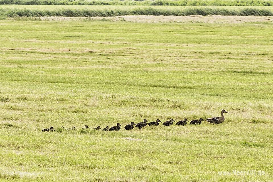 Entenfamilie auf einer Weide bei Westerhever // Foto: MeerART
