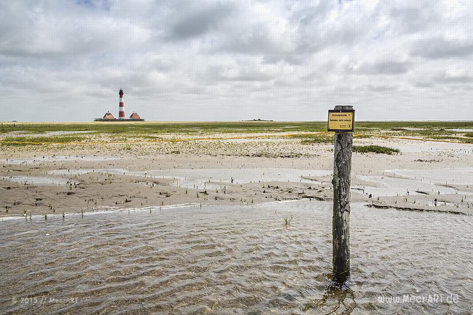 Führung mit Biologen Rainer Schulz von der Schutzstation Wattenmeer - Das Motiv ist als Wandbild vom Meer bei uns erhältlich // Foto: MeerART / Ralph Kerpa