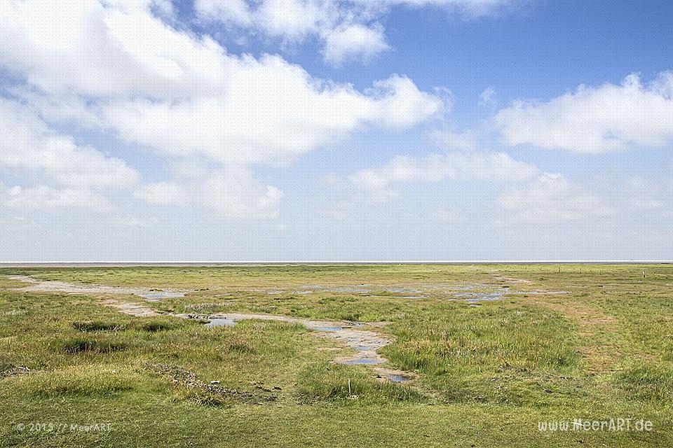 Führung mit Biologen Rainer Schulz von der Schutzstation Wattenmeer // Foto: MeerART