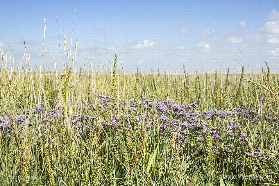 Führung mit Biologen Rainer Schulz von der Schutzstation Wattenmeer // Foto: MeerART / Ralph Kerpa