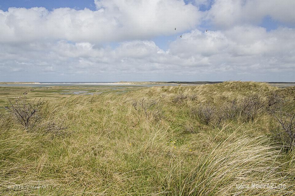 Impressionen von der sehenswerten und wunderschönen westfriesischen Insel Texel in Holland // Foto: MeerART