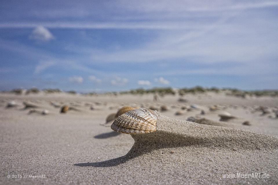 Impressionen von einem fantastischen Wochenende auf Amrum // Foto: MeerART