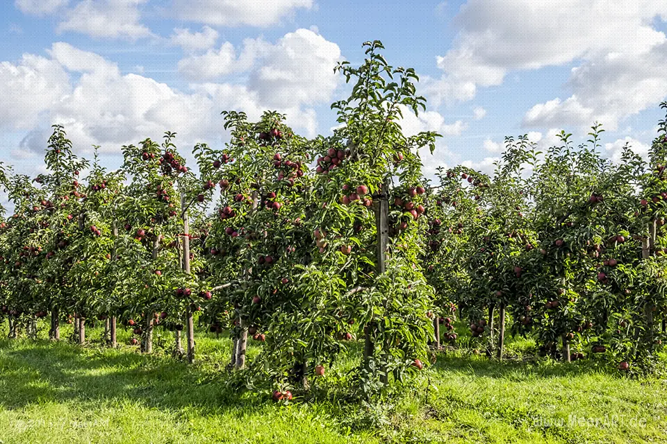 Impressionen aus dem Ostanbaugebiet an der Niederelbe, dem Alten Land // Foto: MeerART