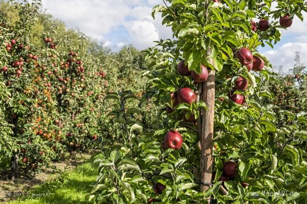 Schockierende Bilder: Was Der Regen Zur Erntezeit Im Östlichen Osnabrücker Land Anrichtet. - 2zpp33p