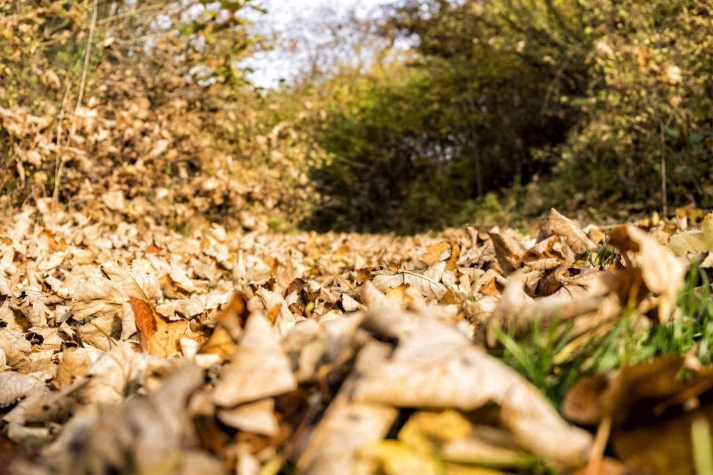 Ein schöner und sonniger Herbsttag am Dummersdorfer Ufer // Foto: MeerART