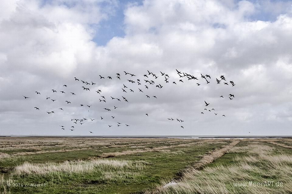Impressionen von der Hamburger Hallig in Nordfriesland // Foto: MeerART