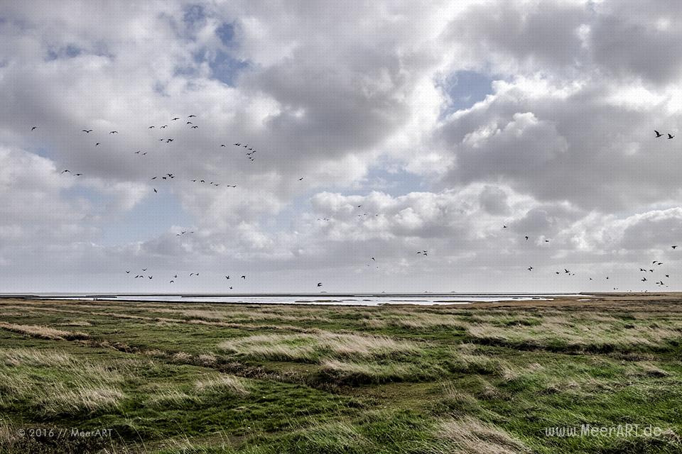 Impressionen von der Hamburger Hallig in Nordfriesland // Foto: MeerART