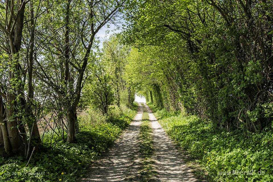 Frühlingsimpressionen von der Schlei // Foto: MeerART