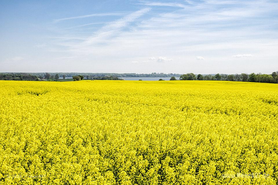 Frühlingsimpressionen von der Schlei // Foto: MeerART