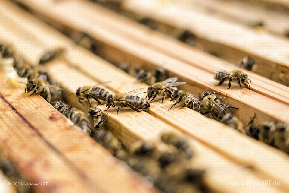 Reportage über die Honigmanufaktur Flügelchen von Agnes Flügel // Foto: R. Kerpa