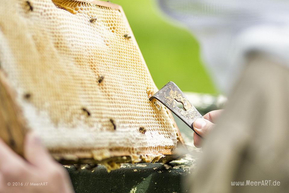 Reportage über die Honigmanufaktur Flügelchen von Agnes Flügel // Foto: R. Kerpa