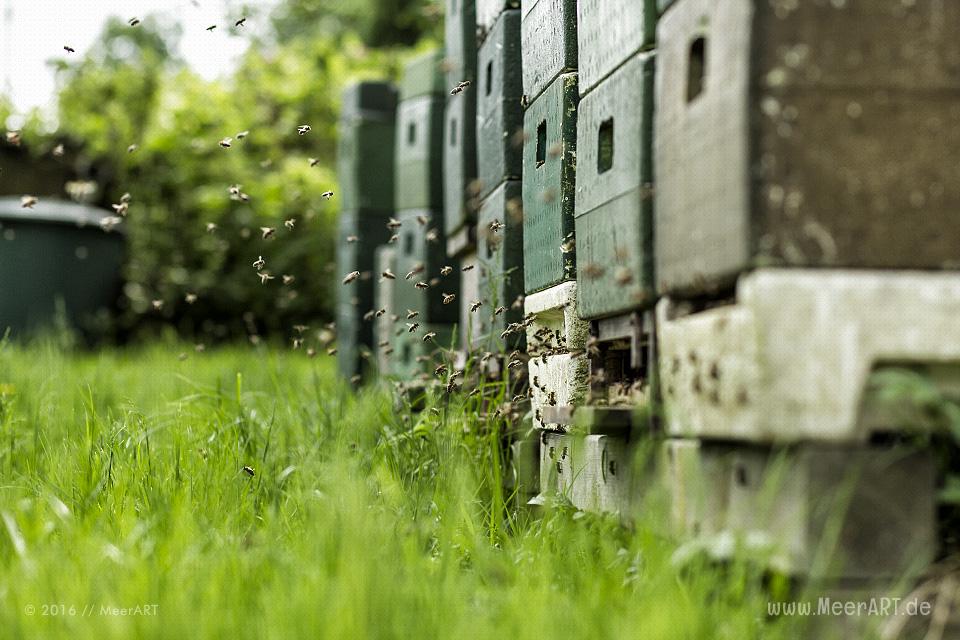 Reportage über die Honigmanufaktur Flügelchen von Agnes Flügel // Foto: R. Kerpa
