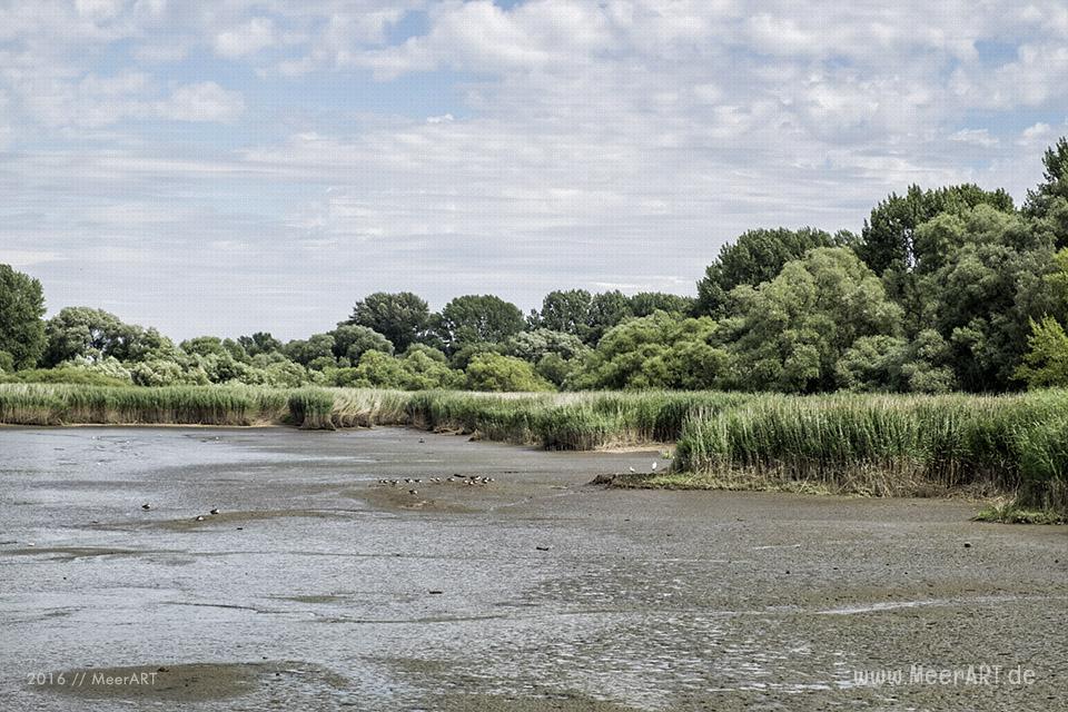 Impressionen von der Elbe bei dem Naturschutzgebiet Schweenssand // Foto: MeerART
