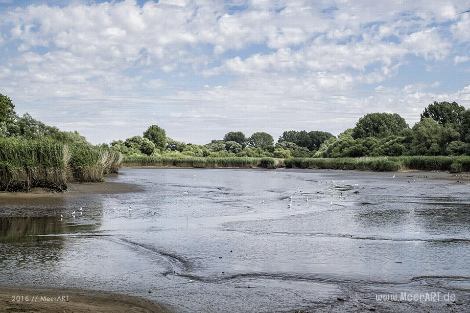 Impressionen von der Elbe bei dem Naturschutzgebiet Schweenssand // Foto: MeerART