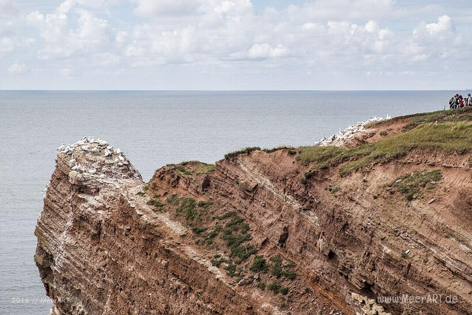 Basstölpel nisten auf den Felsen der Hochseeinsel Helgoland // Foto: MeerART