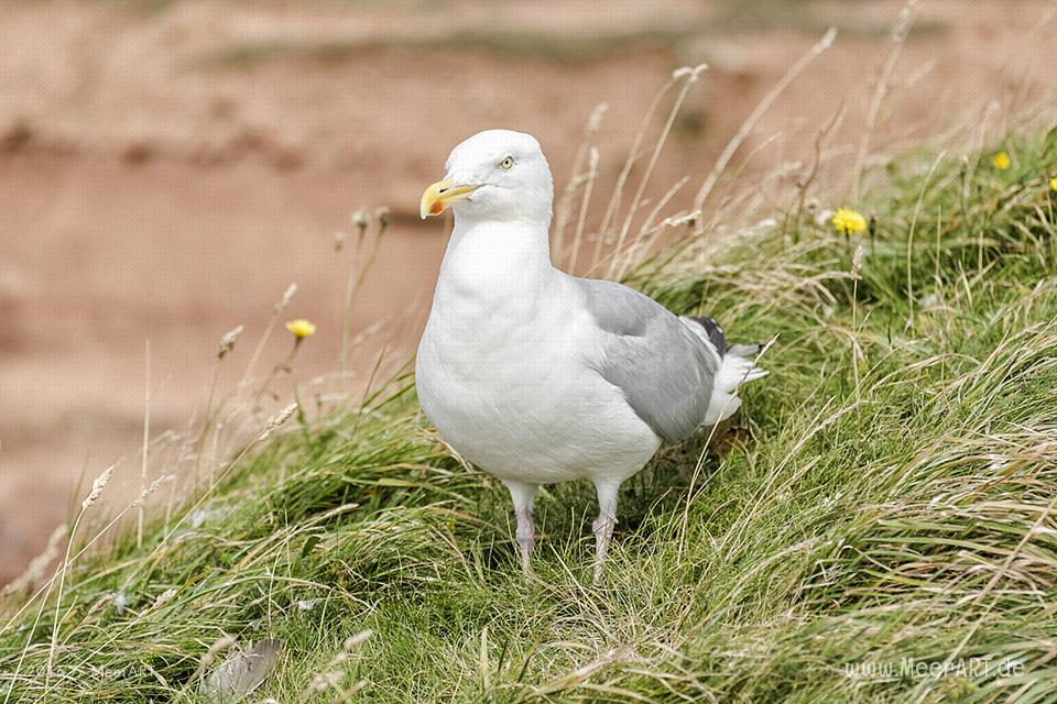 Impressionen von der Hochseeinsel Helgoland (Deät Lun), einer Nordseeinsel in der Deutschen Bucht rund 70 km vom Festland entfernt // Foto: MeerART