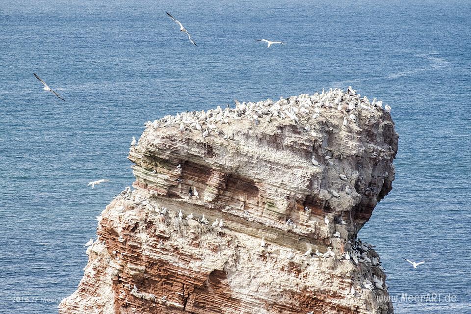 Basstölpel nisten auf den Felsen der Hochseeinsel Helgoland // Foto: MeerART
