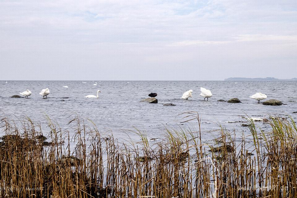 Idyllische und naturbelassene Strandabschnitte bei Zierow an der Wismarer Bucht // Foto: MeerART