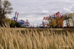 Herbstimpressionen vom Bubendey-Ufer im Hamburger Hafen // Foto: MeerART