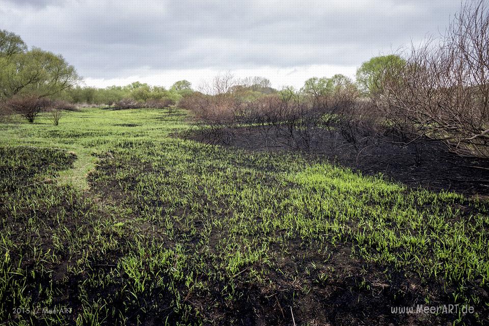 Teile der Elbinsel in Geesthacht nach einem Brand 2015 // Foto: MeerART