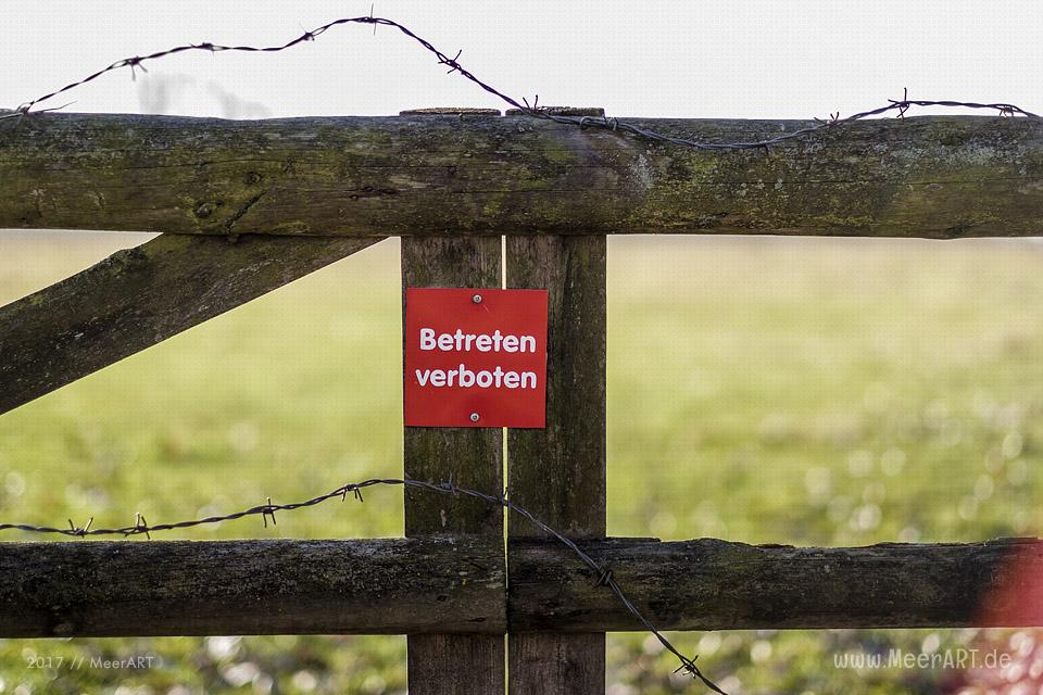 Weiderflächen für Galloway-Rinder auf der Elbinsel bei GeesWeiderflächen für Galloway-Rinder auf der Elbinsel bei Geesthacht // Foto: MeerARTthacht // Foto: MeerART