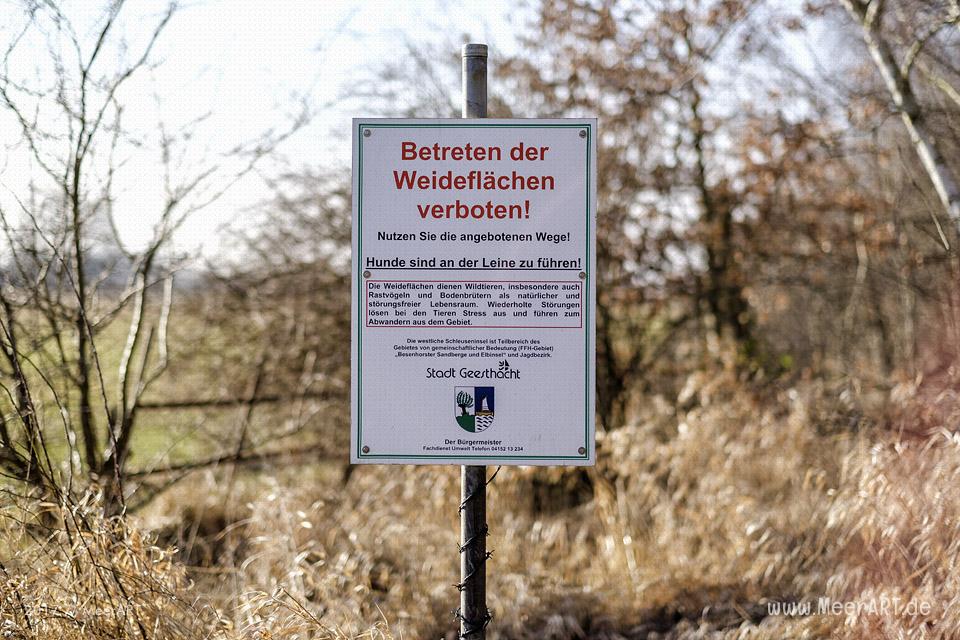 Weiderflächen für Galloway-Rinder auf der Elbinsel bei Geesthacht // Foto: MeerART