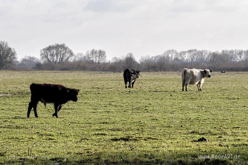 Galloway-Rinder auf der Elbinsel bei Geesthacht // Foto: MeerART