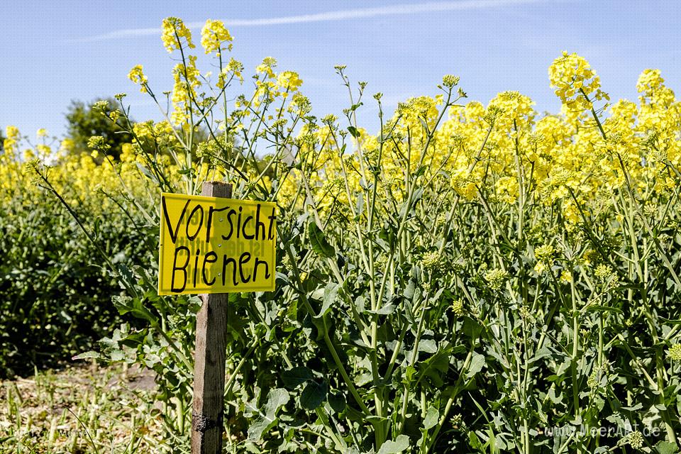 Rapsblüte auf der Ostseeinsel Fehmarn // Foto: MeerART