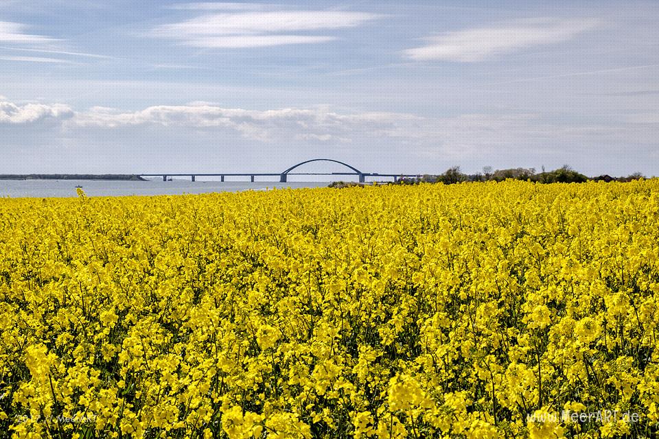 Rapsblüte auf der Ostseeinsel Fehmarn // Foto: MeerART