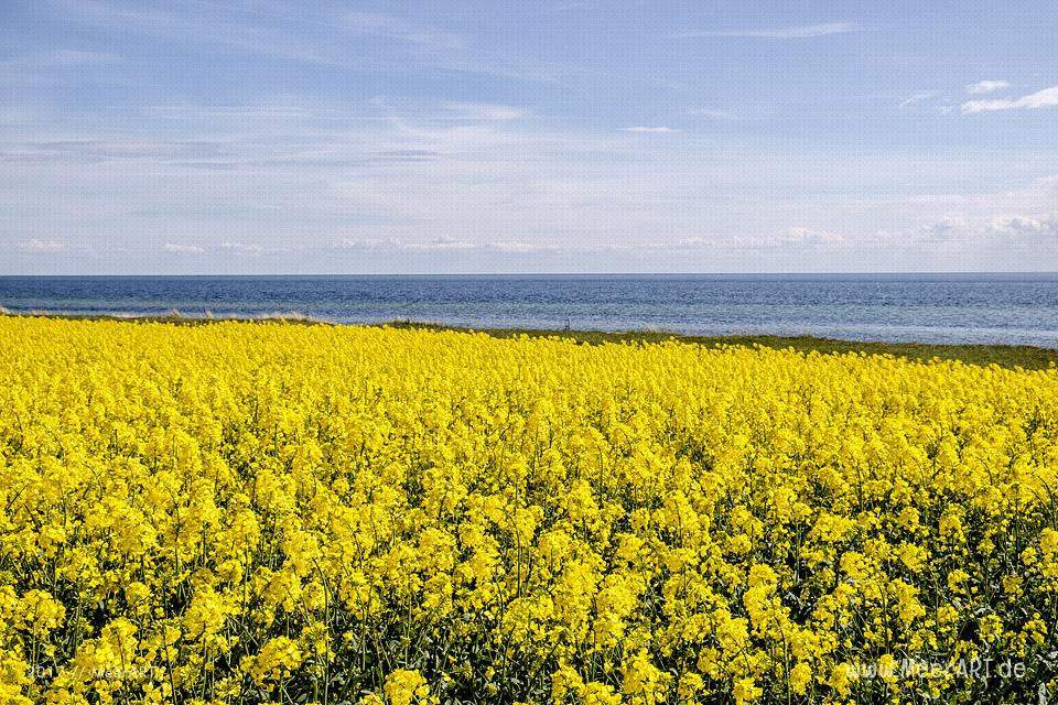 Rapsblüte auf der Ostseeinsel Fehmarn // Foto: MeerART