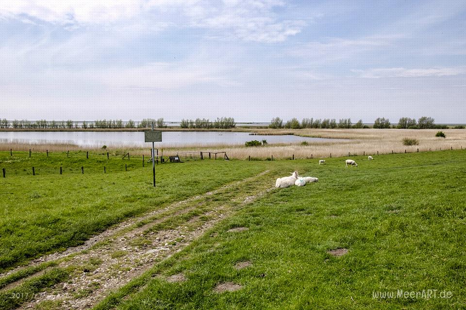 Das Naturschutzgebiet Beltringharder Koog in Nordfriesland // Foto: MeerART