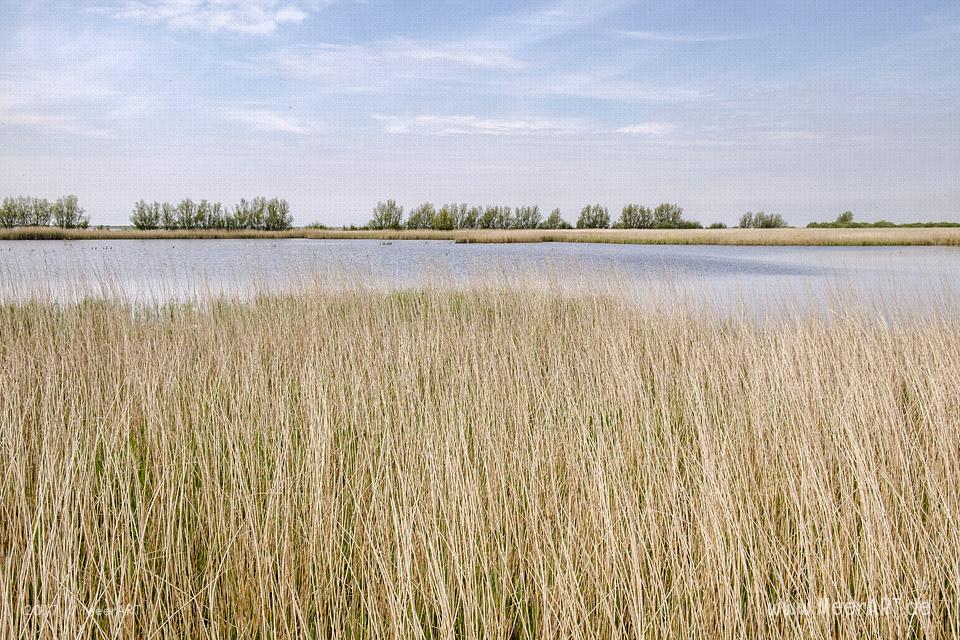 Das Naturschutzgebiet Beltringharder Koog in Nordfriesland // Foto: MeerART