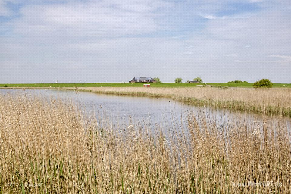 Das Naturschutzgebiet Beltringharder Koog in Nordfriesland // Foto: MeerART
