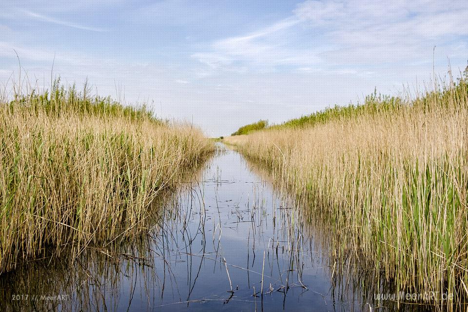 Das Naturschutzgebiet Beltringharder Koog in Nordfriesland // Foto: MeerART