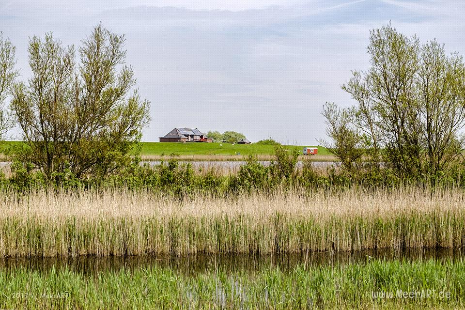 Das Naturschutzgebiet Beltringharder Koog in Nordfriesland // Foto: MeerART