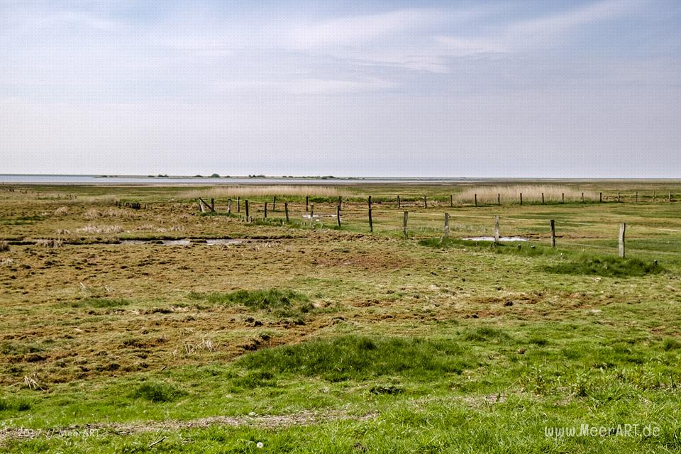 Das Naturschutzgebiet Beltringharder Koog in Nordfriesland // Foto: MeerART