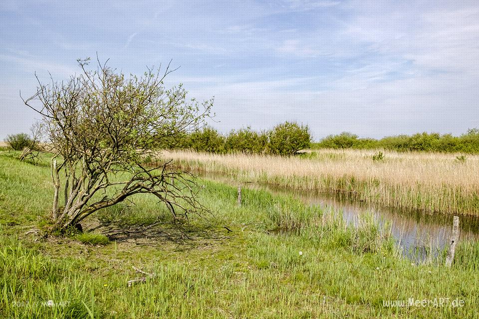 Das Naturschutzgebiet Beltringharder Koog iDas Naturschutzgebiet Beltringharder Koog in Nordfriesland // Foto: MeerARTn Nordfriesland // Foto: MeerART