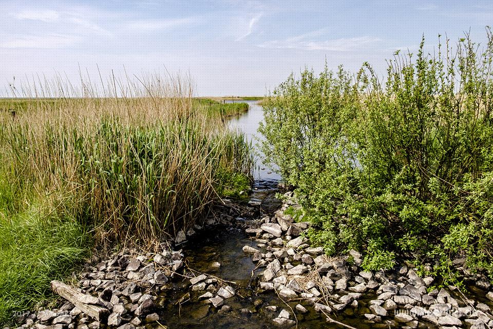 Das Naturschutzgebiet Beltringharder Koog in Nordfriesland // Foto: MeerART