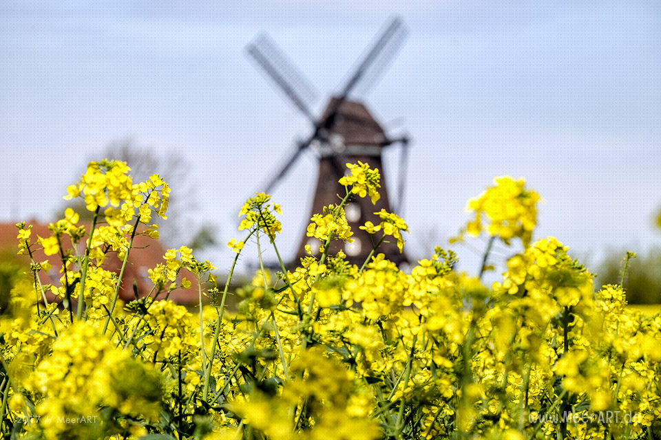 Rapsblüte auf der Ostseeinsel Fehmarn // Foto: MeerART