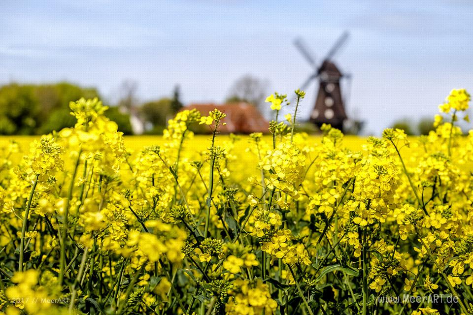 Rapsblüte auf der Ostseeinsel Fehmarn // Foto: MeerART