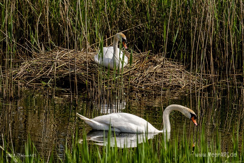 Das Naturschutzgebiet Beltringharder Koog in Nordfriesland // Foto: MeerART