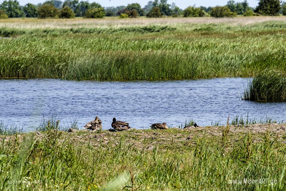 Das künstlich angelegte NABU Wasservogelreservat Wallnau im Westen der Ostseeinsel Fehmarn // Foto: MeerART